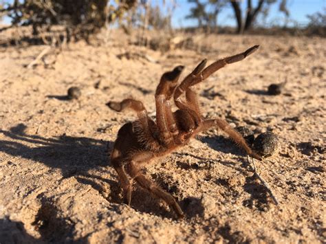 TARANTULA PS.